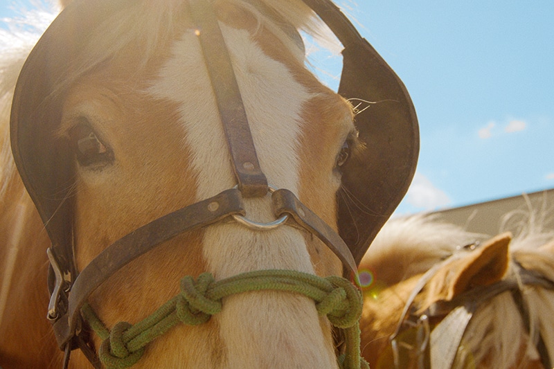 Closeup of horse face | horse and buggy | Casey County, Kentucky