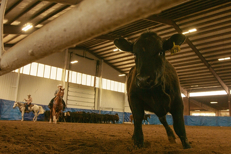 black calf with horses and riders in background | Franklin County, Kentucky